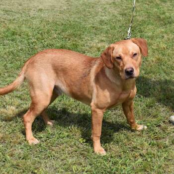Labrador Retriever Dogs Available for Adoption in Searcy, Arkansas - Maverick | PetCurious