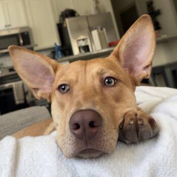 Labrador Retriever Dogs Available for Adoption in Columbia, South Carolina - CosMc | PetCurious