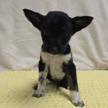 Corgi and Australian Cattle Dog Blue Heeler Dogs Available for Adoption - Jasper The Corgi/Heeler Puppy!  | PetCurious
