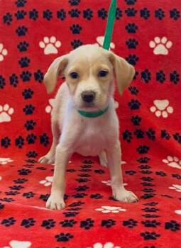 Bravery -  Mixed Breed Dog for Adoption in Largo, Florida - Bravery | PetCurious