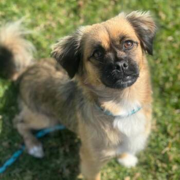 Pekingese and Mixed Breed Dogs Available for Adoption - Pixie | PetCurious