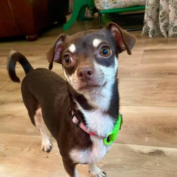 Aspen -  Chihuahua Dog for Adoption in Warren, Rhode Island - Aspen | PetCurious