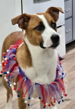 Labrador Retriever Dogs Available for Adoption in Lexington, Kentucky - Mushu | PetCurious