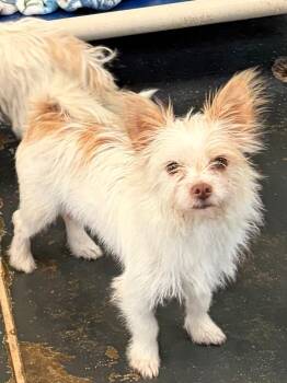 Penne -  Jack Russell Terrier and Wirehaired Terrier Dog for Adoption in St. Augustine, Florida - Penne | PetCurious