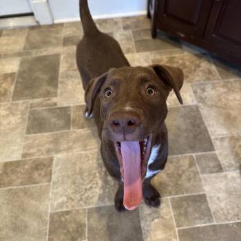 Avion -  Chocolate Labrador Retriever and Mixed Breed Dog for Adoption in Eureka Springs, Arkansas - Avion | PetCurious