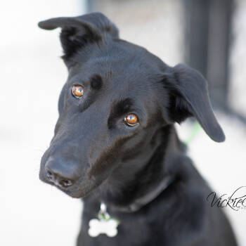 Rescue Black Labrador Retriever Dogs for Adoption in Abilene, Texas - Nala | PetCurious