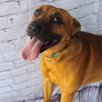 Carolina Dog Dogs Available for Adoption - Leonard | PetCurious