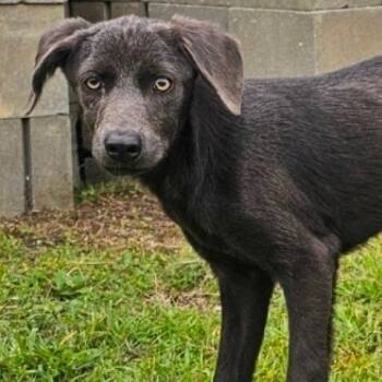 Sunny D -  Mixed Breed Dog for Adoption in Bonifay, Florida - Sunny D | PetCurious