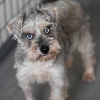 Rescue Schnauzer Dogs for Adoption in Peyton, Colorado - Cortez (JY25-93) | PetCurious