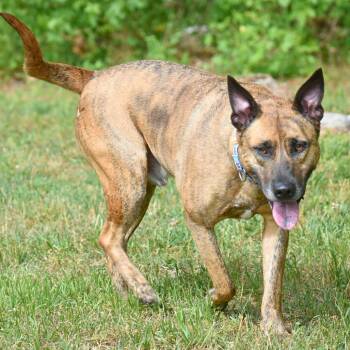 Mixed Breed Dogs Available for Adoption in Mebane, North Carolina - Burrow | PetCurious