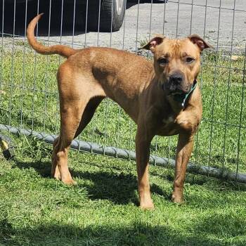 PTH Morgan -  Pit Bull Terrier Dog for Adoption in Batavia, New York - PTH Morgan | PetCurious