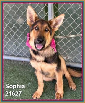SOPHIA (see also OLIVIA) -  Shepherd and German Shepherd Dog Dog for Adoption in Marietta, Georgia - SOPHIA (see Also OLIVIA) | PetCurious