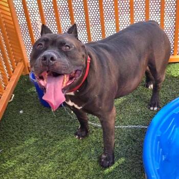 Mad Hatter -  Pit Bull Terrier Dog for Adoption in Las Vegas, Nevada - Mad Hatter | PetCurious