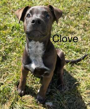 Clove -  Shepherd Dog for Adoption in Roxbury Township, New Jersey - Clove | PetCurious