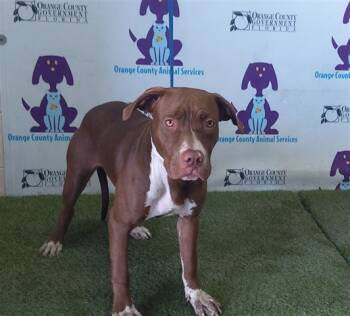 Rescue Pit Bull Terrier Dogs for Adoption in Orlando, Florida - KIERRA | PetCurious