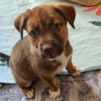 Stevie Nicks -  Hound and Mixed Breed Dog for Adoption in Shorewood, Illinois - Stevie Nicks | PetCurious