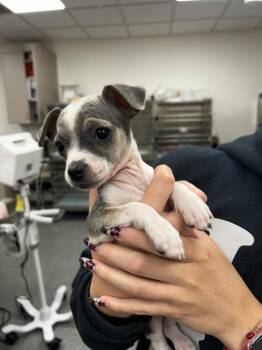 Mixed Breed Dogs Available for Adoption in Thousand Oaks, California - Vail | PetCurious