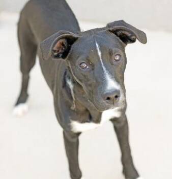 Freya -  Border Collie and Pit Bull Terrier Dog for Adoption in Thompson Falls, Montana - Freya | PetCurious