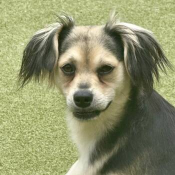Terrier Dogs Available for Adoption in Norwalk, Connecticut - HARROW | PetCurious