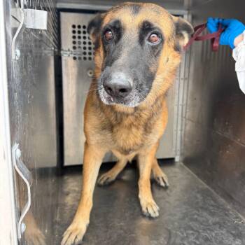 Arthur -  German Shepherd Dog Dog for Adoption in Edinburg, Texas - Arthur | PetCurious