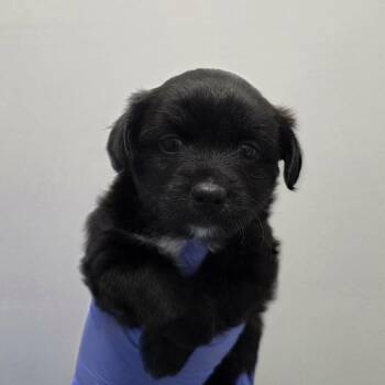 Stallone (p) -  Mixed Breed Dog for Adoption in New York, New York - Stallone (p) | PetCurious