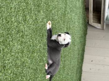 Australian Shepherd and Catahoula Leopard Dog Dogs Available for Adoption - Brummy | PetCurious