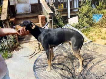 Rescue Feist Dogs for Adoption in Marion, North Carolina - Baby | PetCurious