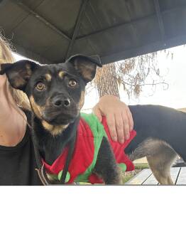 Canela -  Pug Dog for Adoption in Roseville, California - Canela | PetCurious