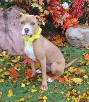 Rescue Boxer Dogs for Adoption in Oklahoma City, Oklahoma - BELLA 465810 CuteFace! | PetCurious