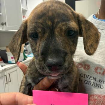 Gibson 22411 -  Labrador Retriever and Mixed Breed Dog for Adoption in Cumming, Georgia - Gibson 22411 | PetCurious