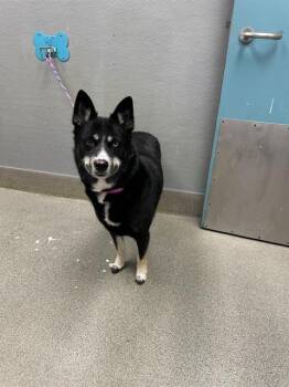 FLOBALINA -  Australian Shepherd and Mixed Breed Dog for Adoption in Las Vegas, Nevada - FLOBALINA | PetCurious