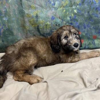 Honey Bun -  Poodle and Mixed Breed Dog for Adoption in Brownsboro, Alabama - Honey Bun | PetCurious