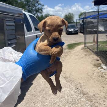 Starfruit -  Shepherd Dog for Adoption in Edinburg, Texas - Starfruit | PetCurious