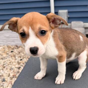 Mixed Breed Dogs Available for Adoption in Elkhorn, Wisconsin - Loretta | PetCurious