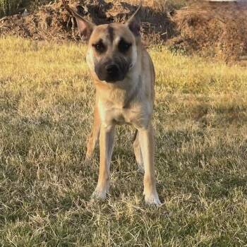German Shepherd Dog and Belgian Shepherd Malinois Dogs Available for Adoption - Lex | PetCurious
