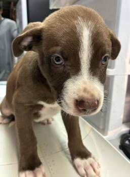 Boston -  Labrador Retriever and Mixed Breed Dog for Adoption in Gainesville, Florida - Boston | PetCurious