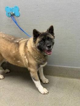 AMBER -  Akita Dog for Adoption in Las Vegas, Nevada - AMBER | PetCurious
