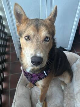 Rescue German Shepherd Dog and Husky Dogs for Adoption in Fremont, California - Blu | PetCurious