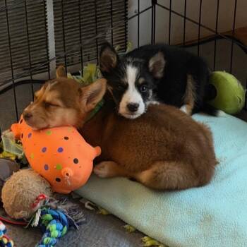 Goose -  Mixed Breed Dog for Adoption in Buffalo, Minnesota - Goose | PetCurious