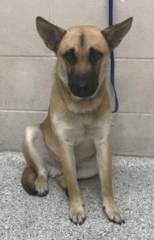 German Shepherd Dog Dogs Available for Adoption in Conroe, Texas - CASSIAN | PetCurious