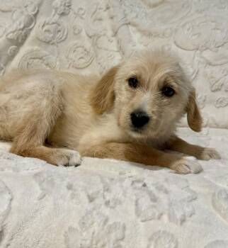 Golden Retriever Dogs Available for Adoption in Iron Ridge, Wisconsin - Terra | PetCurious
