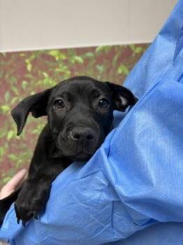 Labrador Retriever and Mixed Breed Dogs Available for Adoption in San Antonio, Texas - Fifi La Fume | PetCurious