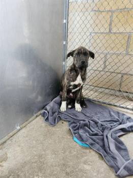 American Staffordshire Terrier Dogs Available for Adoption in San Antonio, Texas - A810848 | PetCurious