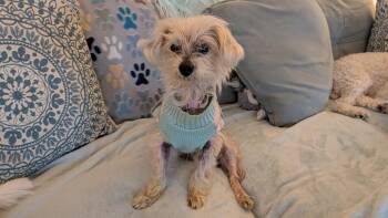 Fossil -  Yorkshire Terrier Dog for Adoption in Whitewater, Wisconsin - Fossil | PetCurious