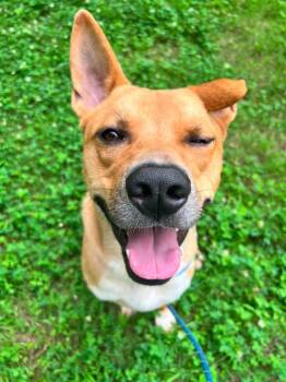 Larry -  Mixed Breed Dog for Adoption in Raleigh, North Carolina - Larry | PetCurious