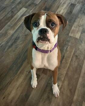 Molly -  Boxer Dog for Adoption in Monticello, New York - Molly | PetCurious