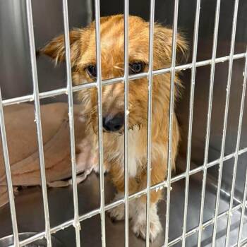 Reptar -  Terrier and Mixed Breed Dog for Adoption in Houston, Texas - Reptar | PetCurious