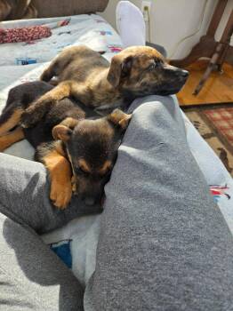 Mixed Breed Dogs Available for Adoption - Lady Juliet | PetCurious