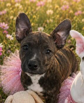 Princess Rosie Hope -  Hound and Labrador Retriever Dog for Adoption in Andover, Massachusetts - Princess Rosie Hope | PetCurious