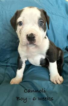 Cannoli -  Pit Bull Terrier Dog for Adoption in Colorado Springs, Colorado - Cannoli | PetCurious